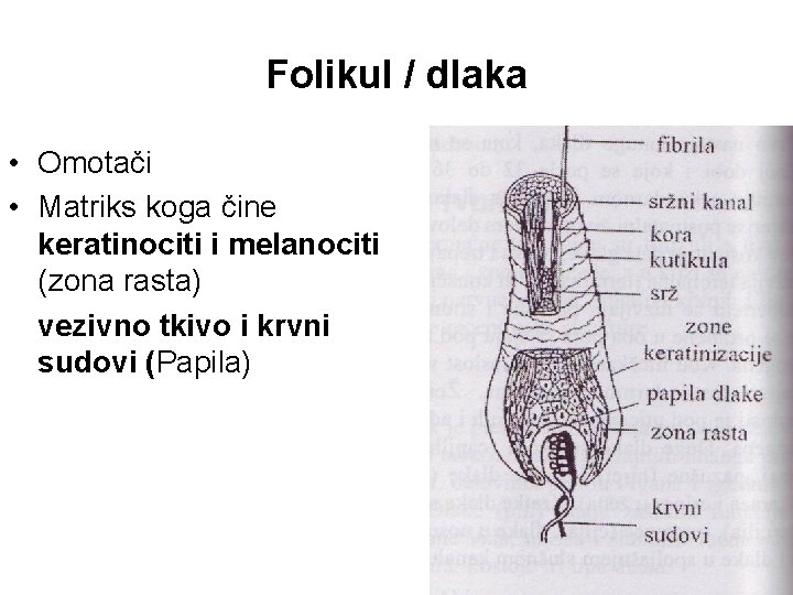 Folikul / dlaka • Omotači • Matriks koga čine keratinociti i melanociti (zona rasta)