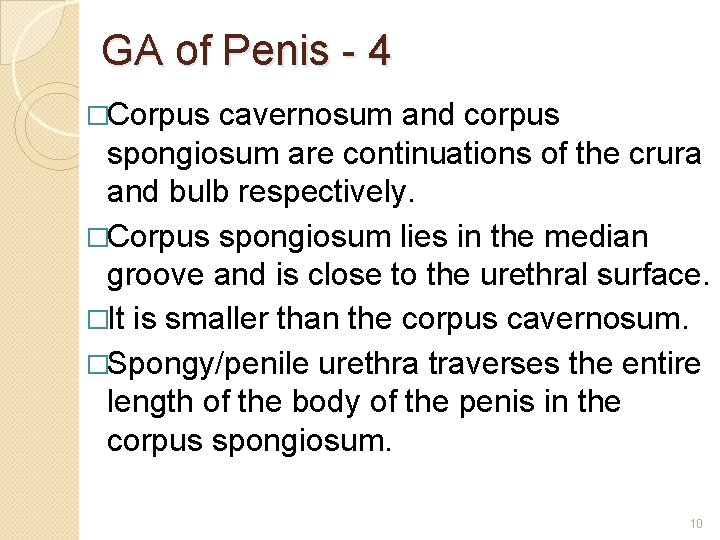 GA of Penis - 4 �Corpus cavernosum and corpus spongiosum are continuations of the