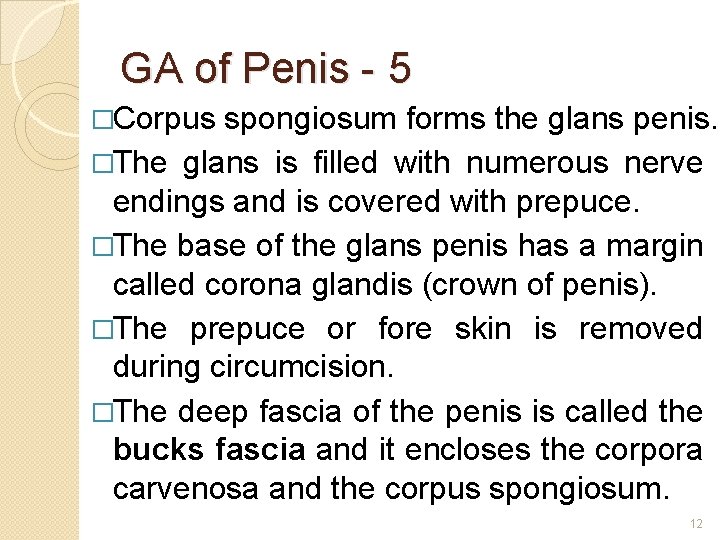 GA of Penis - 5 �Corpus spongiosum forms the glans penis. �The glans is