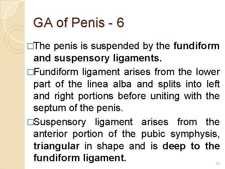 GA of Penis - 6 �The penis is suspended by the fundiform and suspensory