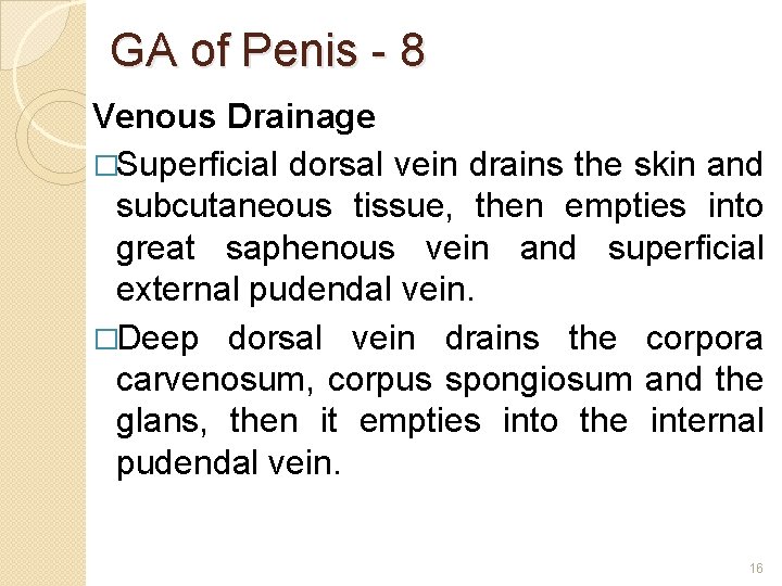 GA of Penis - 8 Venous Drainage �Superficial dorsal vein drains the skin and
