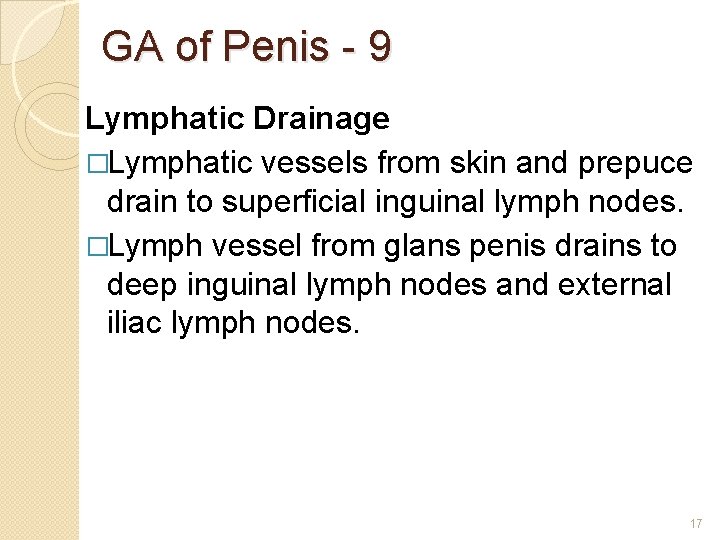 GA of Penis - 9 Lymphatic Drainage �Lymphatic vessels from skin and prepuce drain