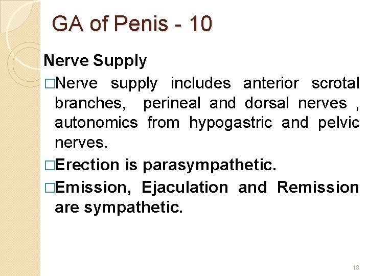 GA of Penis - 10 Nerve Supply �Nerve supply includes anterior scrotal branches, perineal