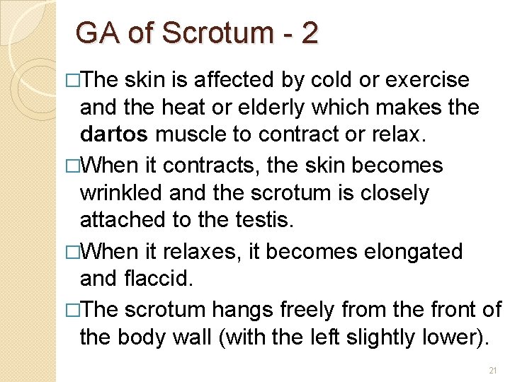GA of Scrotum - 2 �The skin is affected by cold or exercise and