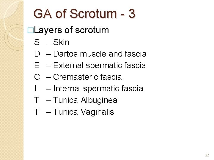 GA of Scrotum - 3 �Layers S D E C I T T of