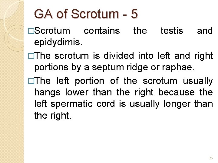 GA of Scrotum - 5 �Scrotum contains the testis and epidydimis. �The scrotum is