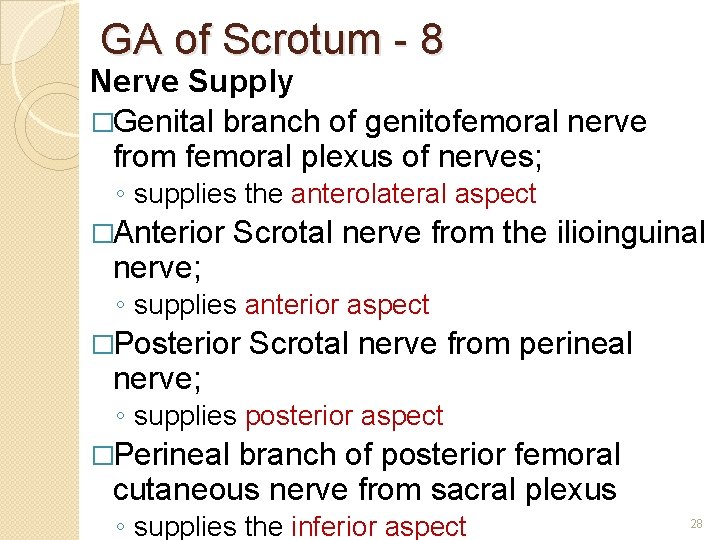 GA of Scrotum - 8 Nerve Supply �Genital branch of genitofemoral nerve from femoral