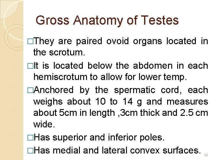 Gross Anatomy of Testes �They are paired ovoid organs located in the scrotum. �It