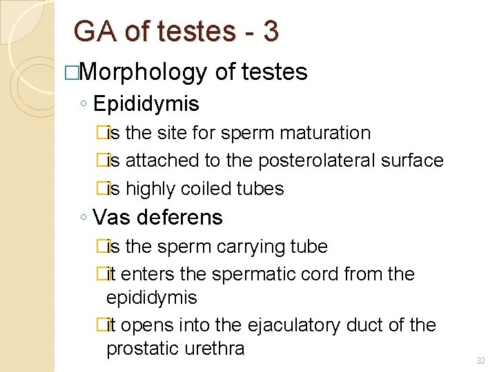 GA of testes - 3 �Morphology of testes ◦ Epididymis �is the site for