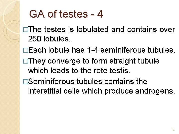 GA of testes - 4 �The testes is lobulated and contains over 250 lobules.