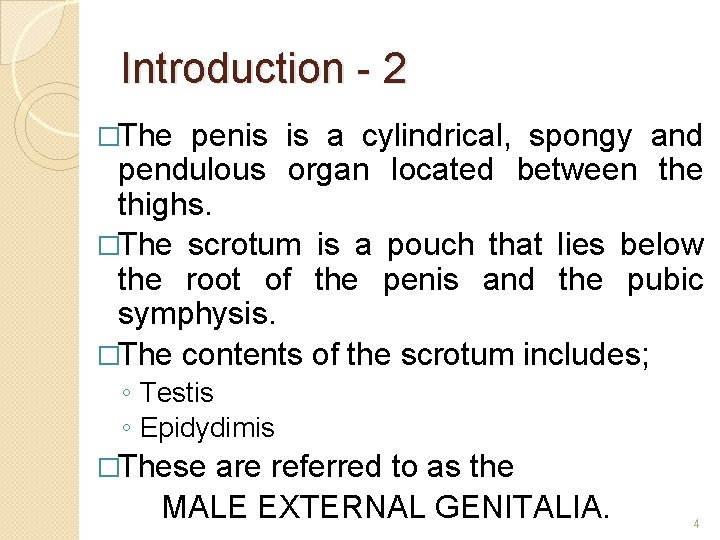Introduction - 2 �The penis is a cylindrical, spongy and pendulous organ located between