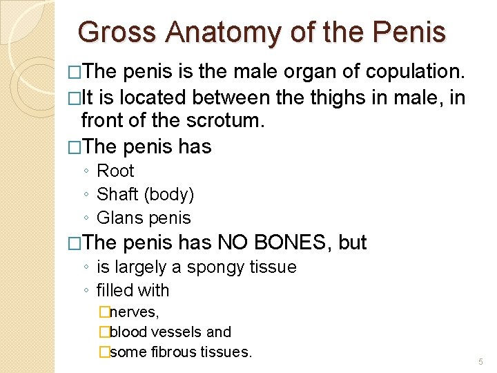 Gross Anatomy of the Penis �The penis is the male organ of copulation. �It