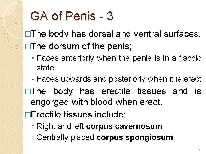 GA of Penis - 3 �The body has dorsal and ventral surfaces. �The dorsum