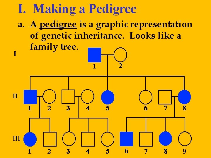 I. Making a Pedigree a. A pedigree is a graphic representation of genetic inheritance. I. Making a Pedigree a. A pedigree is a graphic representation of genetic inheritance.