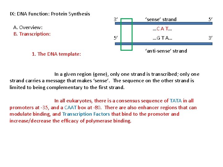 IX: DNA Function: Protein Synthesis A. Overview: B. Transcription: 1. The DNA template: 3’