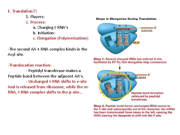 E. Translation!!! 1. Players: 2. Process: a. Charging t-RNA’s b. Initiation: c. Elongation (Polymerization):