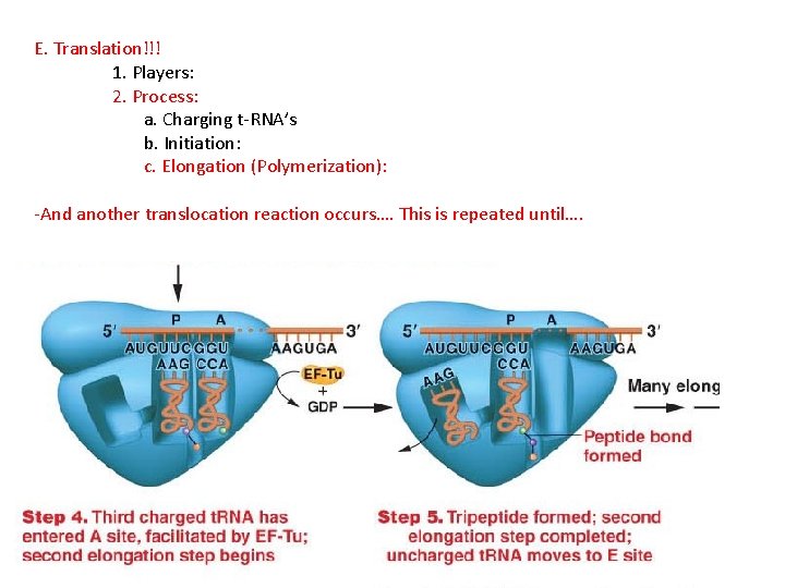 E. Translation!!! 1. Players: 2. Process: a. Charging t-RNA’s b. Initiation: c. Elongation (Polymerization):