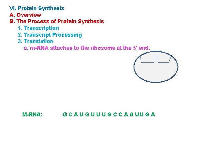 VI. Protein Synthesis A. Overview B. The Process of Protein Synthesis 1. Transcription 2.