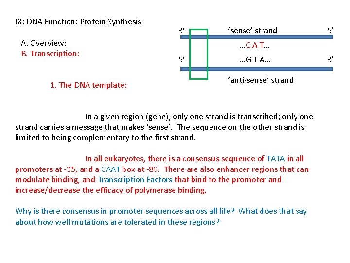 IX: DNA Function: Protein Synthesis A. Overview: B. Transcription: 1. The DNA template: 3’