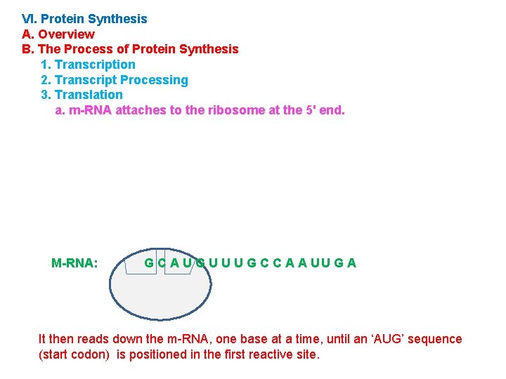 VI. Protein Synthesis A. Overview B. The Process of Protein Synthesis 1. Transcription 2.