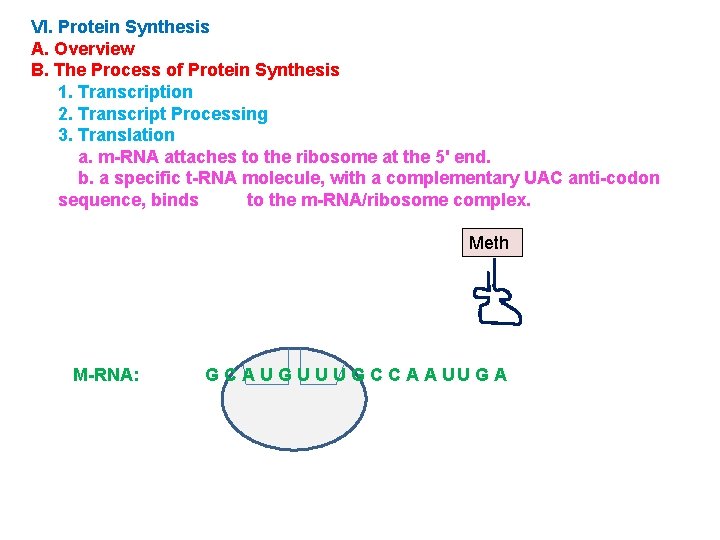 VI. Protein Synthesis A. Overview B. The Process of Protein Synthesis 1. Transcription 2.