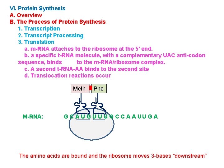 VI. Protein Synthesis A. Overview B. The Process of Protein Synthesis 1. Transcription 2.