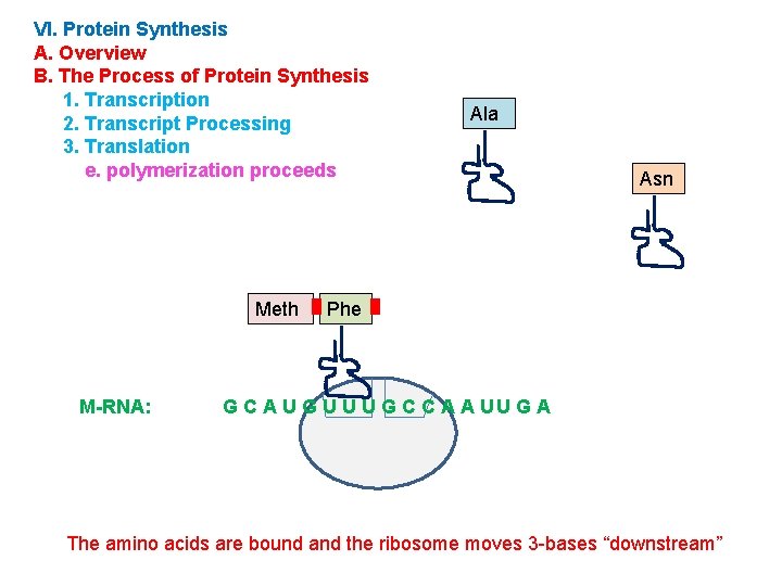 VI. Protein Synthesis A. Overview B. The Process of Protein Synthesis 1. Transcription 2.