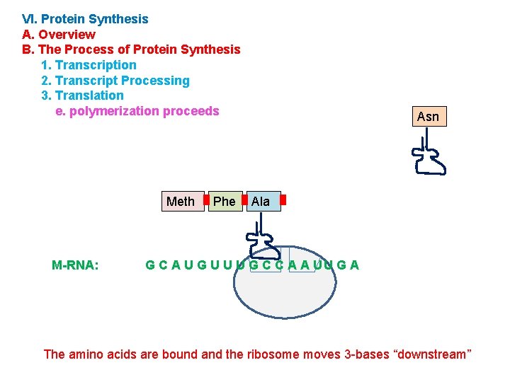VI. Protein Synthesis A. Overview B. The Process of Protein Synthesis 1. Transcription 2.