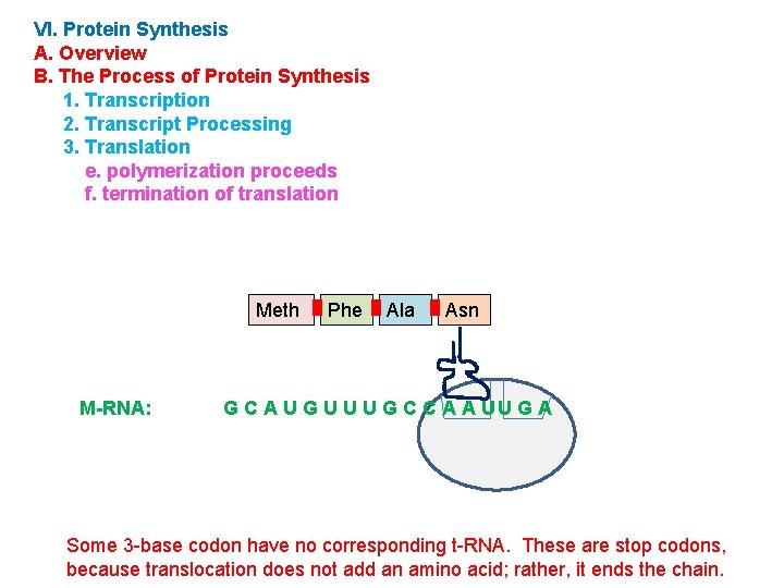 VI. Protein Synthesis A. Overview B. The Process of Protein Synthesis 1. Transcription 2.