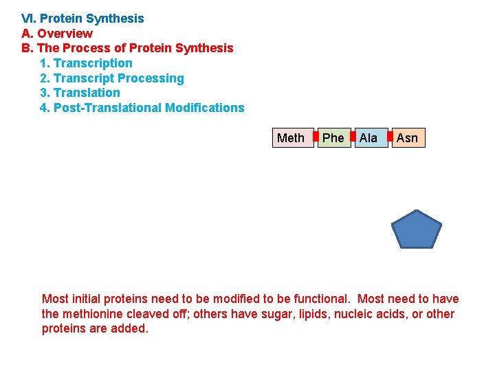 VI. Protein Synthesis A. Overview B. The Process of Protein Synthesis 1. Transcription 2.