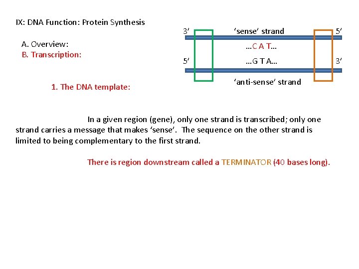 IX: DNA Function: Protein Synthesis A. Overview: B. Transcription: 3’ ‘sense’ strand 5’ …C