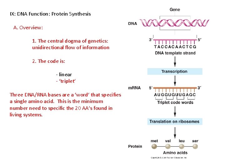 IX: DNA Function: Protein Synthesis A. Overview: 1. The central dogma of genetics: unidirectional