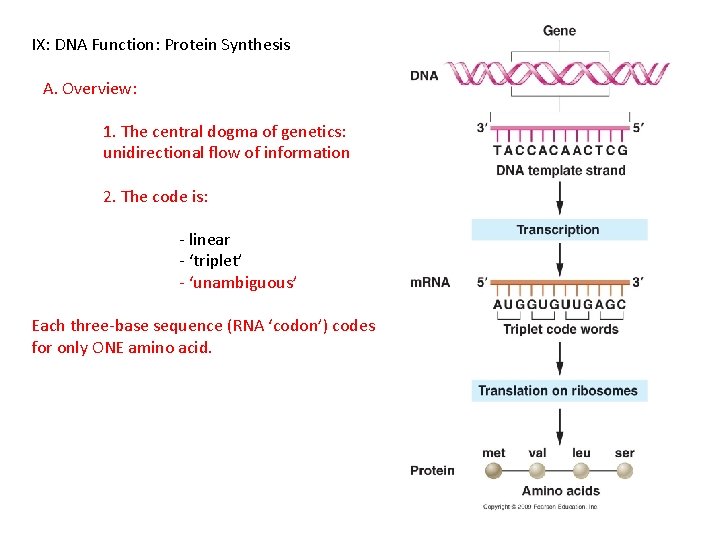 IX: DNA Function: Protein Synthesis A. Overview: 1. The central dogma of genetics: unidirectional