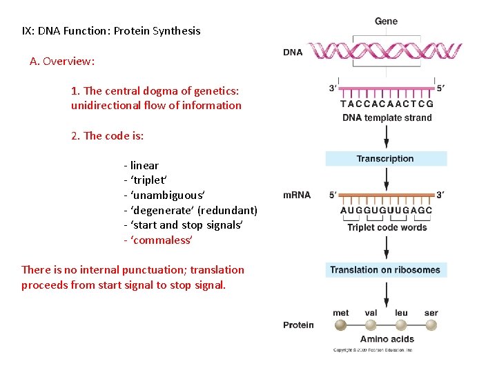 IX: DNA Function: Protein Synthesis A. Overview: 1. The central dogma of genetics: unidirectional