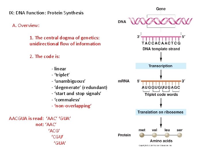 IX: DNA Function: Protein Synthesis A. Overview: 1. The central dogma of genetics: unidirectional