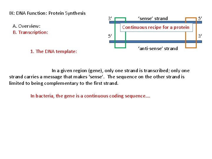 IX: DNA Function: Protein Synthesis A. Overview: B. Transcription: 1. The DNA template: 3’