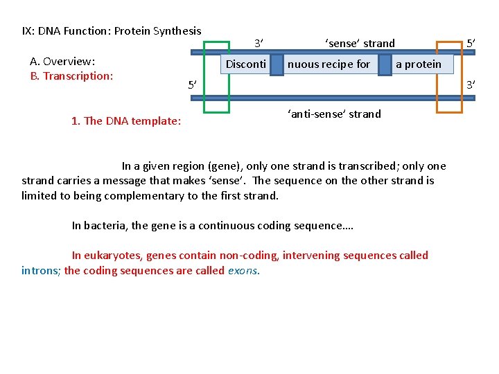 IX: DNA Function: Protein Synthesis A. Overview: B. Transcription: 1. The DNA template: 3’