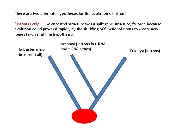 There are two alternate hypotheses for the evolution of introns: “Introns Early”: The ancestral