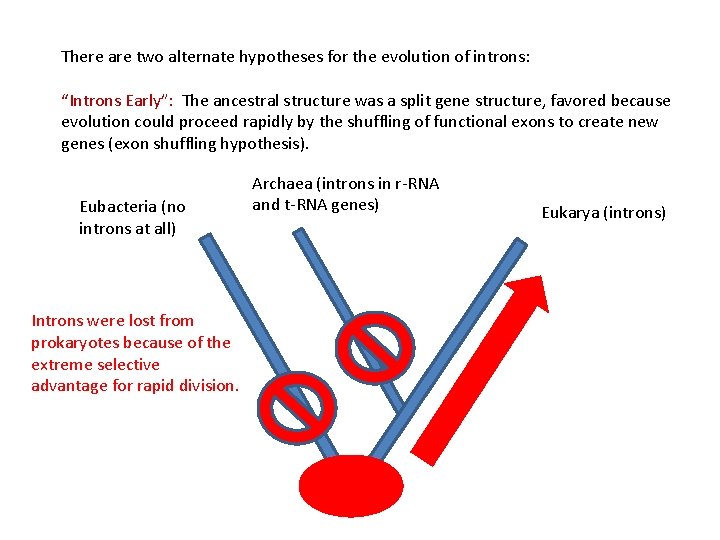 There are two alternate hypotheses for the evolution of introns: “Introns Early”: The ancestral