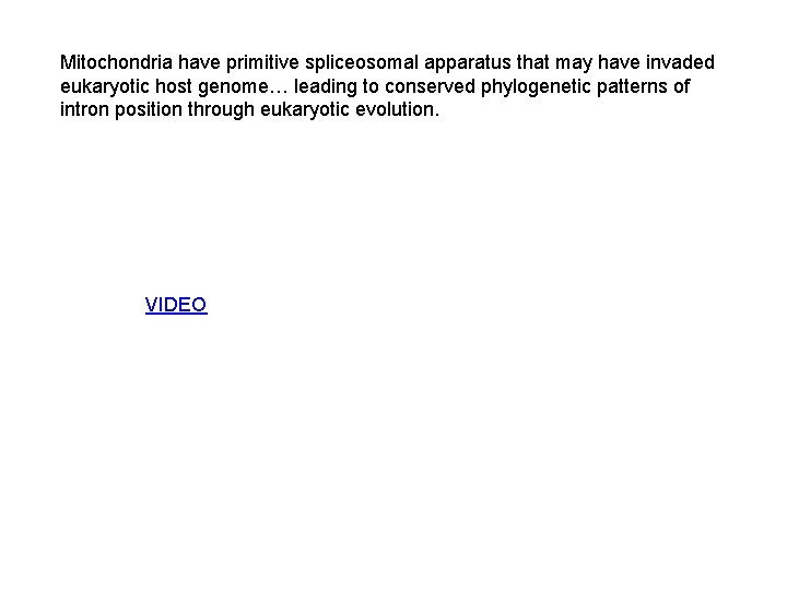 Mitochondria have primitive spliceosomal apparatus that may have invaded eukaryotic host genome… leading to