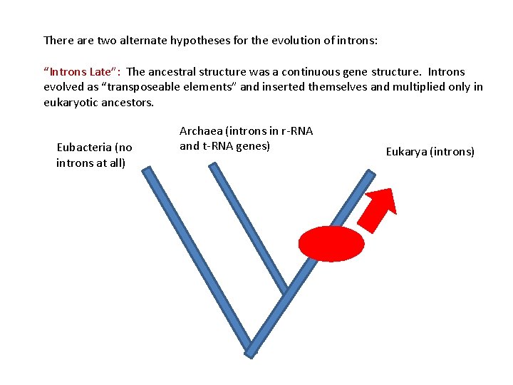 There are two alternate hypotheses for the evolution of introns: “Introns Late”: The ancestral