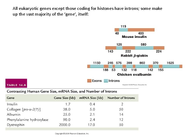 All eukaryotic genes except those coding for histones have introns; some make up the