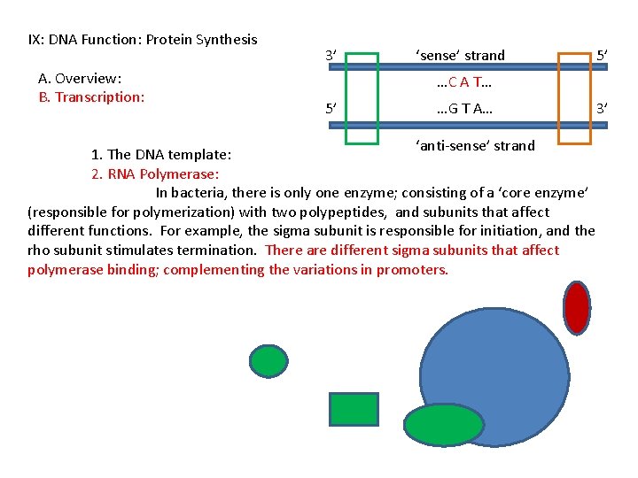 IX: DNA Function: Protein Synthesis A. Overview: B. Transcription: 3’ ‘sense’ strand 5’ …C