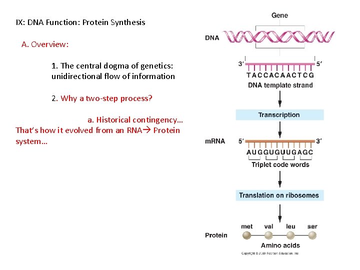 IX: DNA Function: Protein Synthesis A. Overview: 1. The central dogma of genetics: unidirectional