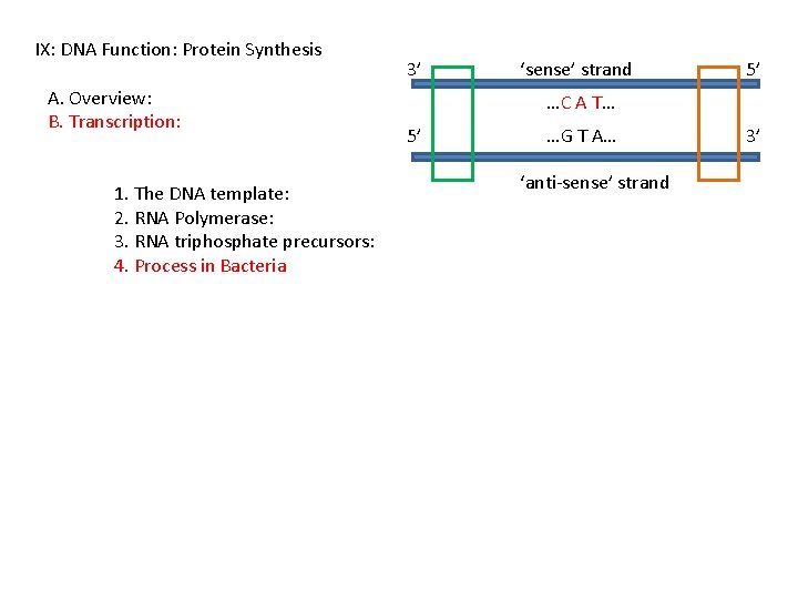 IX: DNA Function: Protein Synthesis A. Overview: B. Transcription: 1. The DNA template: 2.