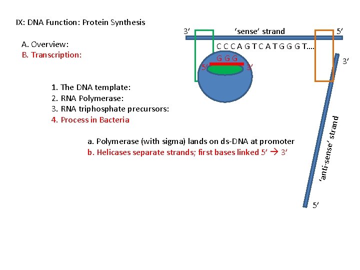 IX: DNA Function: Protein Synthesis A. Overview: B. Transcription: 3’ ‘sense’ strand 5’ C