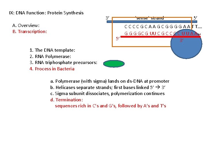 IX: DNA Function: Protein Synthesis A. Overview: B. Transcription: 3’ ‘sense’ strand 5’ C