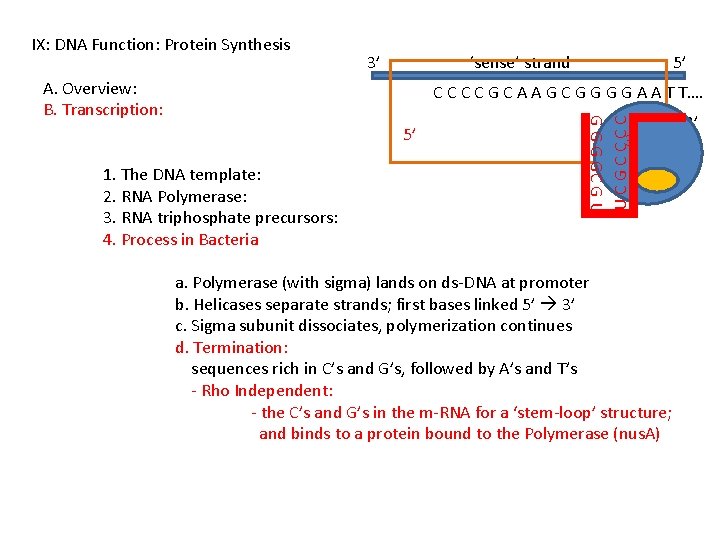 IX: DNA Function: Protein Synthesis 3’ ‘sense’ strand A. Overview: B. Transcription: 5’ 1.