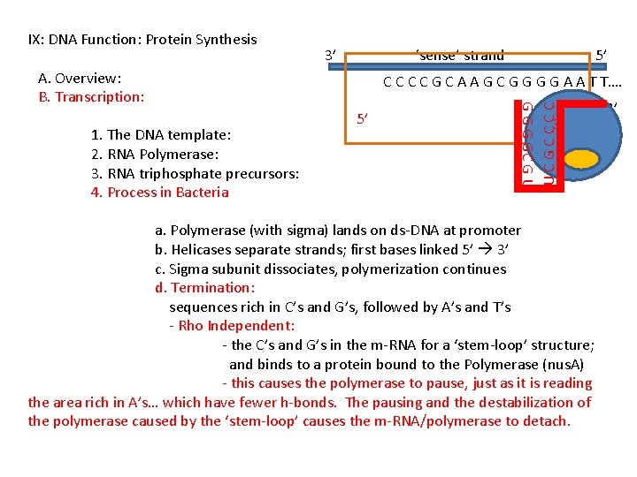 3’ ‘sense’ strand A. Overview: B. Transcription: C C G C A A G