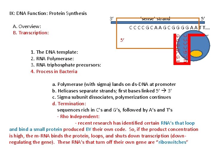 3’ ‘sense’ strand A. Overview: B. Transcription: C C G C A A G